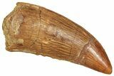 Raptor Tooth - Real Dinosaur Tooth #371457-1